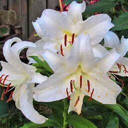 Lily Oriental &#39;Casa Blanca&#39; 1 gal