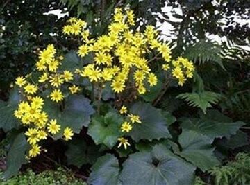 Ligularia &#39;Tractor Seat&#39;- 1 Gal