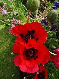 Poppy &#39;Beauty of Livermere&#39; 1 gal