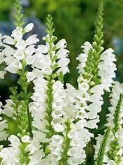 Obedient Plant 'Crystal Peak White' 4"