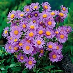 Perennial Aster 'Wood's Purple' 1 gal