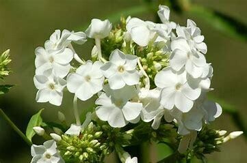 Garden Phlox &#39;David&#39; white 1 gal