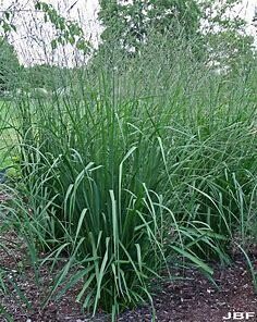 Purple Moor Grass  Arundinacea &#39;Skyracer&#39;1 gal