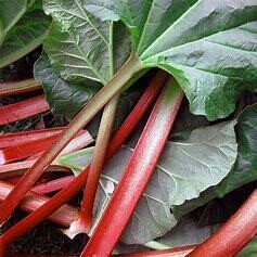 Rhubarb &#39;Canadian Red&#39; - 1 gal