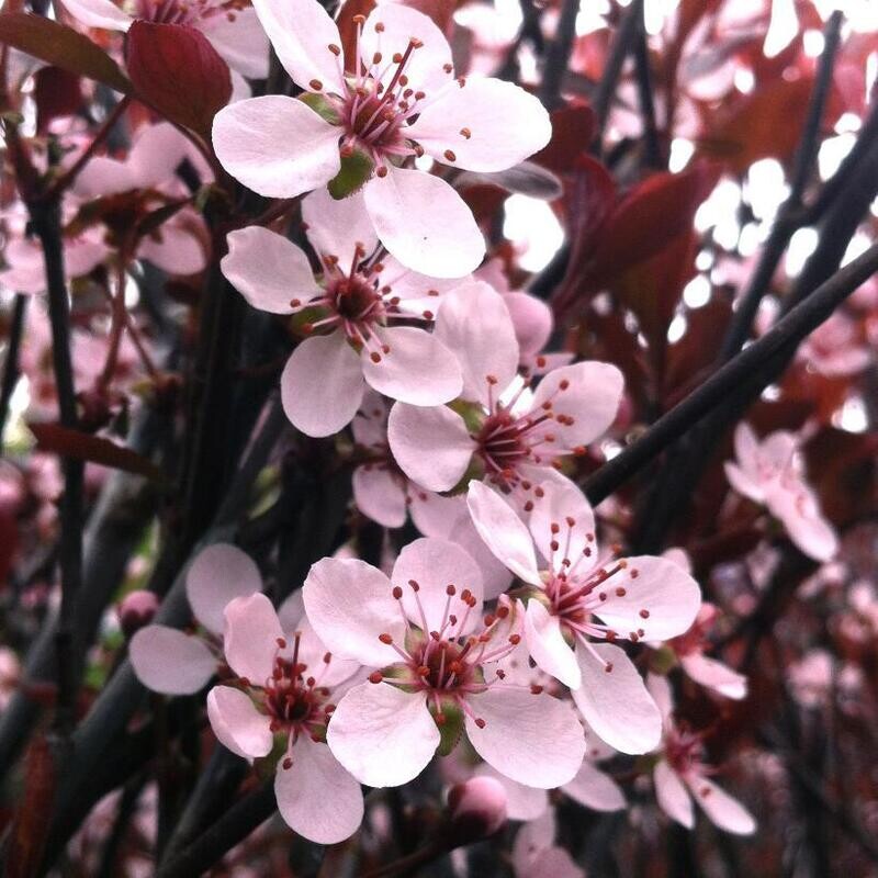 Purple Leaf Sand Cherry 3 gal