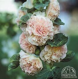 Hollyhock &#39;Chater&#39;s Pink&#39; 4&quot;