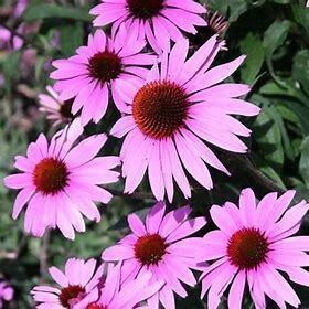 Cone Flower 'Echinacea Prairie Splendor Deep Rose' 4"