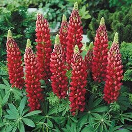 Lupine &#39;Gallery Red&#39; 4&quot;