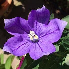 Balloon Flower &#39;Astra Blue&#39; 4&quot;