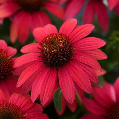 Cone Flower &#39;Echinacea Sombrero Baja Burgundy&#39; 1 gal
