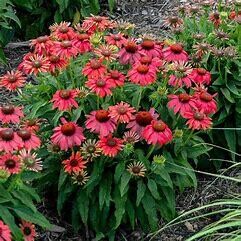 Cone Flower &#39;Echinacea Summersong Firefinch&#39; - 1 gal PW