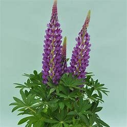 Lupine 'Blue Staircase' - 1 gal