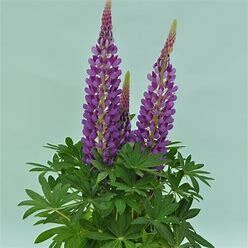 Lupine &#39;Blue Staircase&#39; - 1 gal