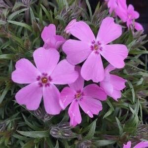 Creeping Phlox 'Ronsdorfer Beauty' - 4"