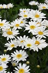 Shasta Daisy &#39;Leucanthemum Sweet Birdy&#39; 1 gal