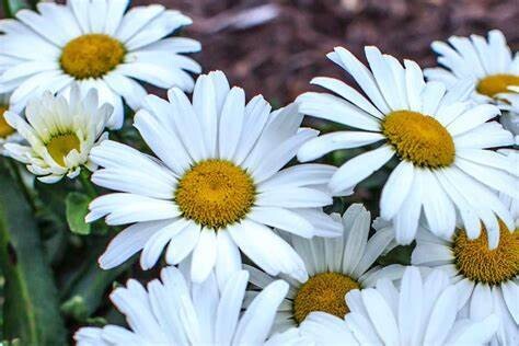 Shasta Daisy &#39;Leucanthemum Betsy&#39; 1 gal