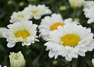 Shasta Daisy &#39;Leucanthemum Jane&#39; 1 gal