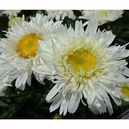 Shasta Daisy &#39;Leucanthemum Rebecca&#39; 1 gal