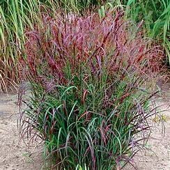 Switch Grass &#39;Panicum Red Flame&#39; 1 gal