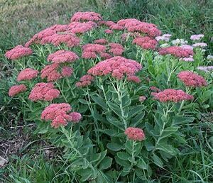 Stonecrop - Sedum &#39;Autumn Fire&#39; - 1 gal