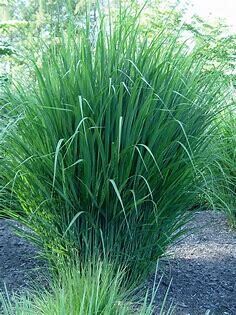 Switch Grass Panicum Virgatum 'North Wind' 1 gal