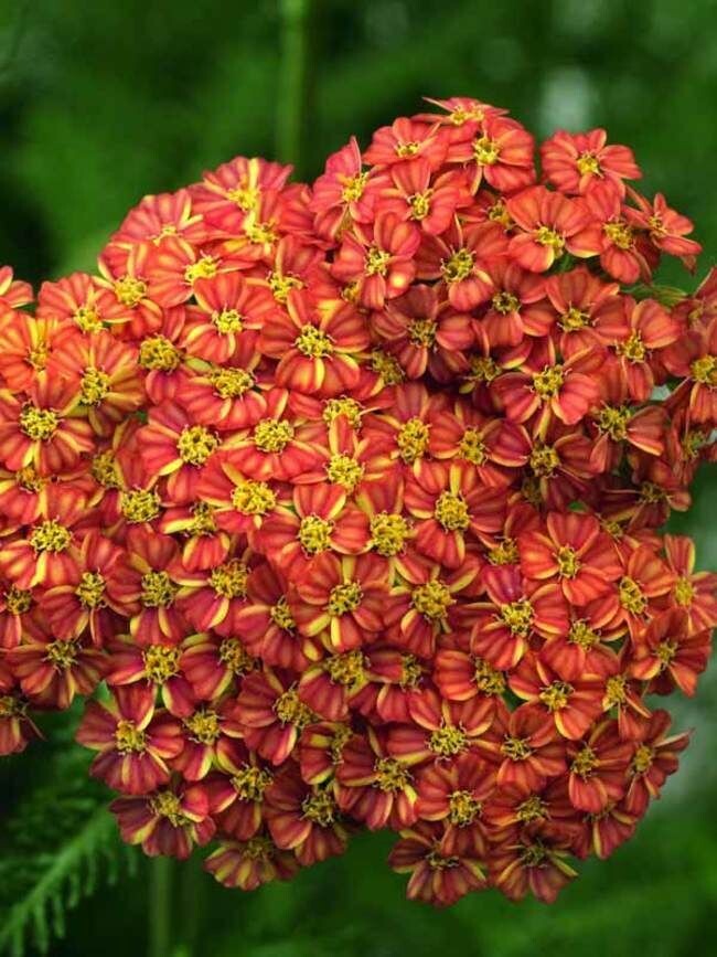 Yarrow &#39;Desert Eve Terracotta&#39; 1 gal