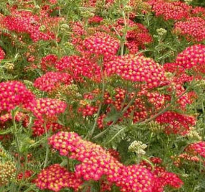 Yarrow &#39;Paprika&#39; - 1 gal