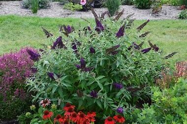 Butterfly Bush &#39;Dark Dynasty&#39; 2 gal