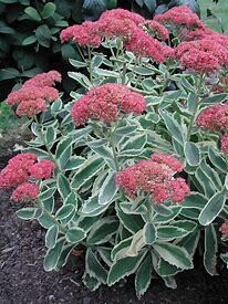 Stonecrop - Sedum &#39;Autumn Charm&#39; - 2 gal