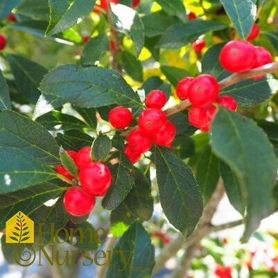 Ilex &#39;Mr.  Poppins&#39; Winterberry 2 gal PW