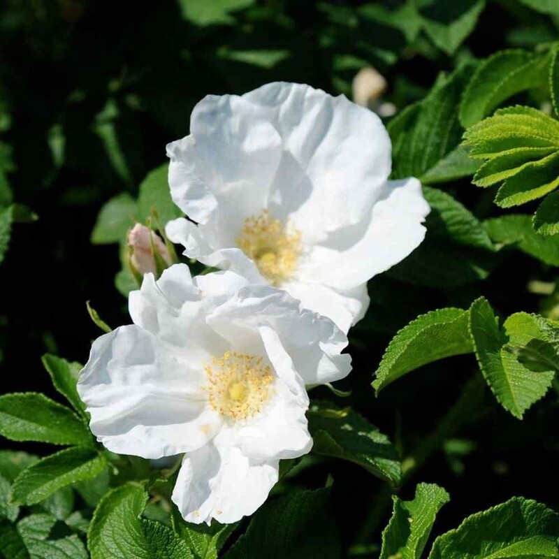 Rosa rugosa &#39;Alba&#39; 2 gal (White)