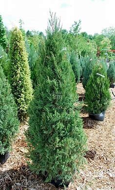 Juniper &#39;Fairview&#39; 3-4&#39;