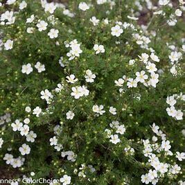Potentilla &#39;Happy Face White&#39; 2 gal