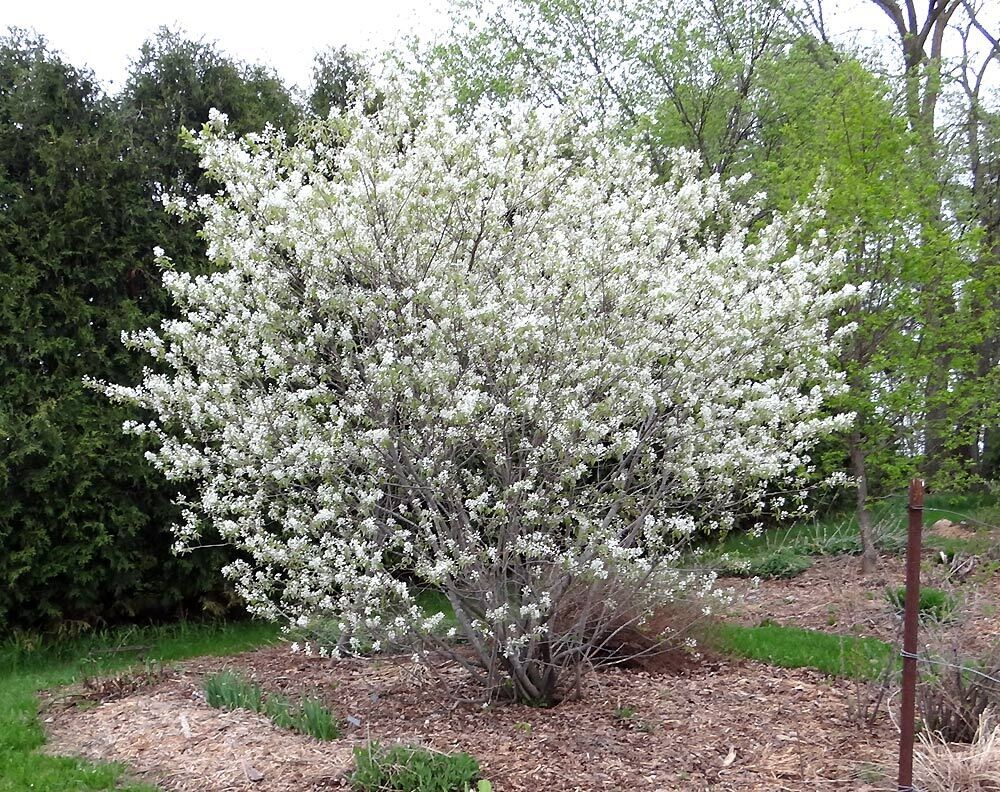 Serviceberry 'Autumn Brilliance Apple ' 2 gal Potted