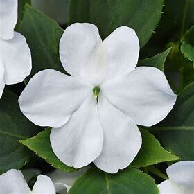 Impatiens &#39;Beacon White&#39; 3 cell pack