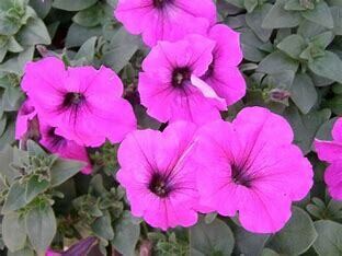 Wave Petunia - 4" Easy Wave Violet