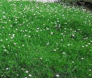 Sagina subulata &#39;Irish Moss&#39; 1 qt