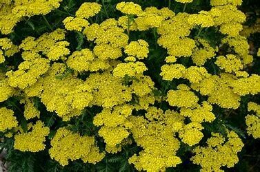 Yarrow &#39;Firefly Sunshine&#39; 8&quot; PW