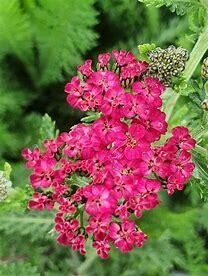 Yarrow &#39;Sassy Summer Taffy&#39; 1 gal