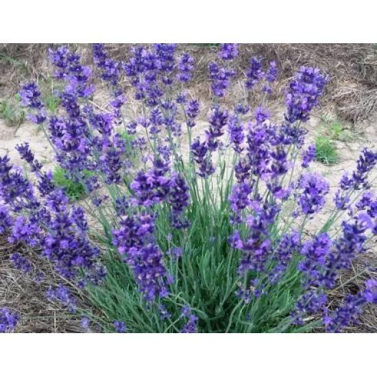Lavender &#39;Munstead&#39; 1 gal