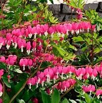 Bleeding Heart &#39;Old Fashioned&#39; 1 gal