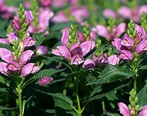 Turtlehead - Chelone &#39;Hot Lips&#39; 1 gal