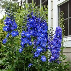 Delphinium &#39;Blue Mirror&#39; 4&quot;