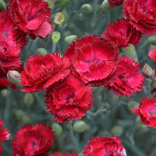 Dianthus &#39;Electric Red&#39; 1 gal