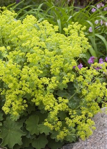 Lady&#39;s Mantle - Alchemilla Mollis 4&quot;