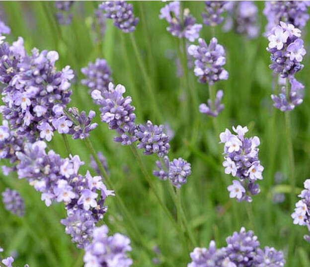 Lavender &#39;Munstead&#39; 1 qt