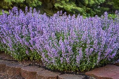 Catmint Nepeta Cats Meow PW- 1g