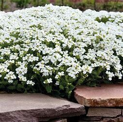 Rock Cress &#39;Arabis Catwalk White&#39; 4&quot;