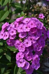 Garden Phlox &#39;Ka-Pow Pink&#39; - 1 gal