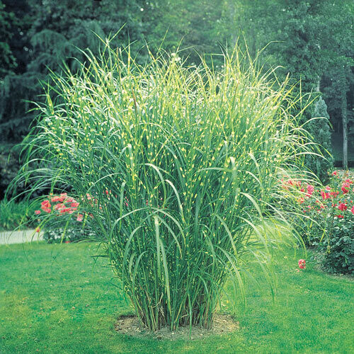 Zebra Grass - Miscanthus &#39;Zebrinus&#39; 1 gal